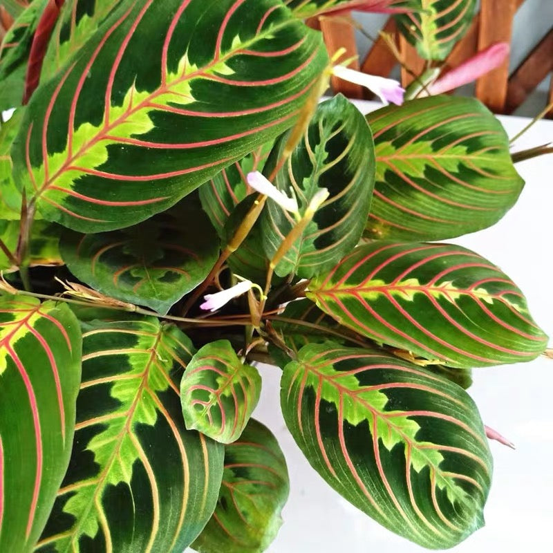 Maranta leuconeura var.erythroneura