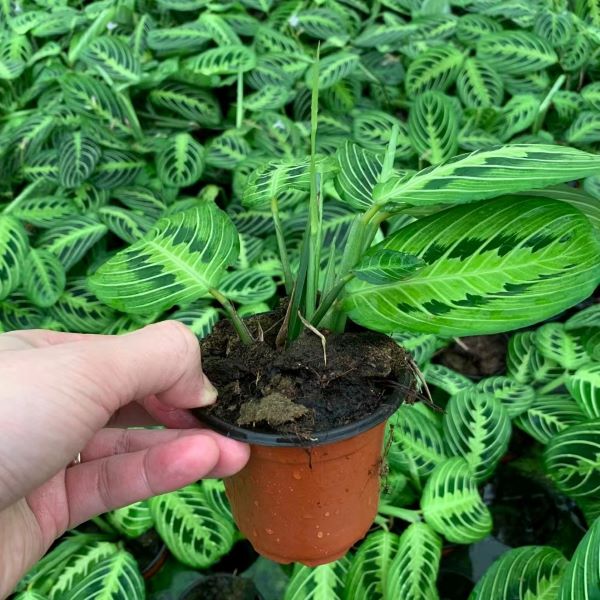 Prayer plant（Maranta leuconeura var.）
