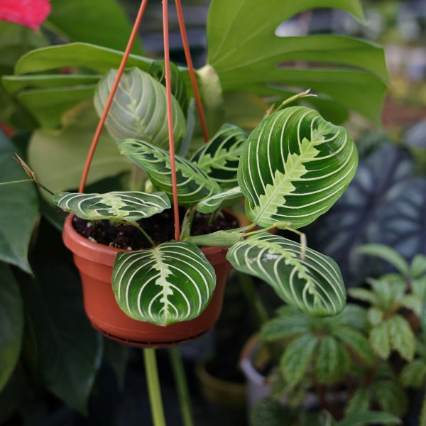 Prayer plant（Maranta leuconeura var.）