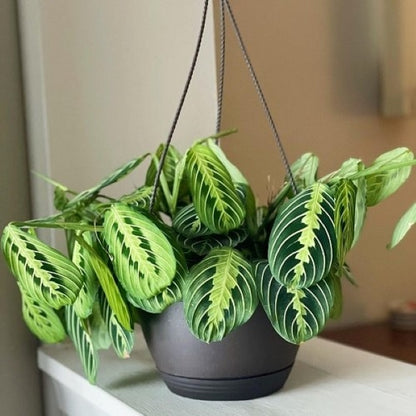 prayer plant hanging down Prayer plant(Maranta leuconeura var.) for sale – My Home Nature