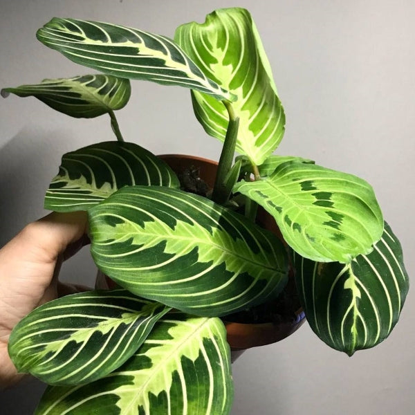 Prayer plant（Maranta leuconeura var.）