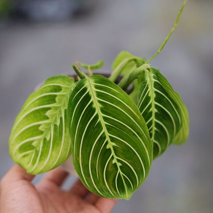 Prayer plant（Maranta leuconeura var.）