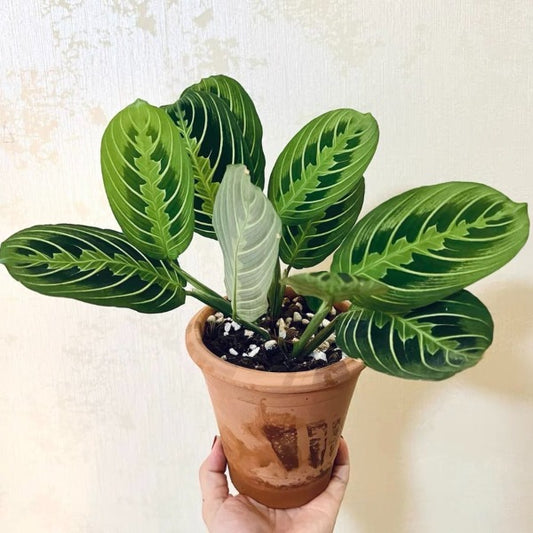 Prayer plant（Maranta leuconeura var.）