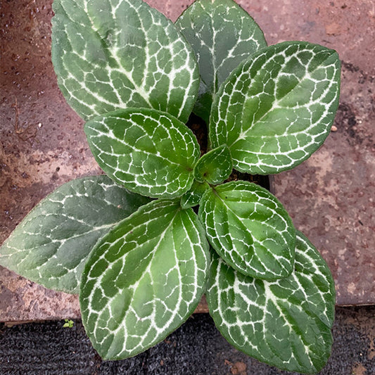 Primulina sclerophylla (W.T.Wang) Yan Liu.