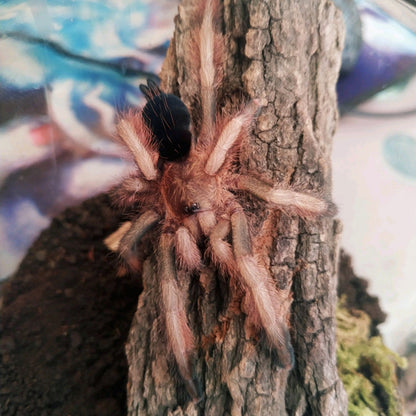 Panama Blonde Tarantula (Psalmopoeus pulcher)