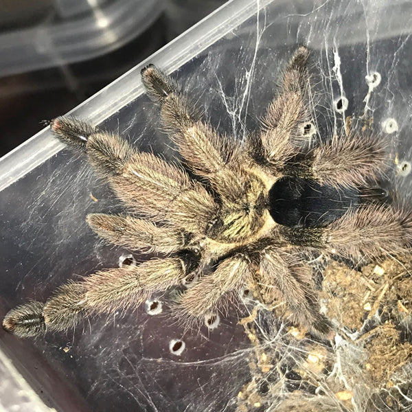 Panama Blonde Tarantula (Psalmopoeus pulcher)