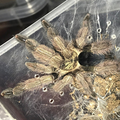 Panama Blonde Tarantula (Psalmopoeus pulcher)