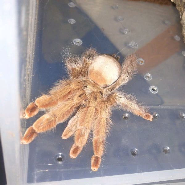 Panama Blonde Tarantula (Psalmopoeus pulcher)