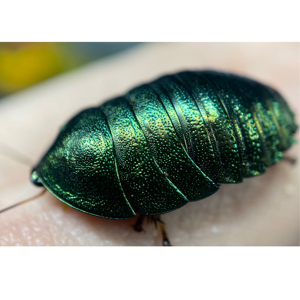 Metallic Cockroach Emerald Roach (Pseudoglomeris magnifica) for Sale | My Home Nature