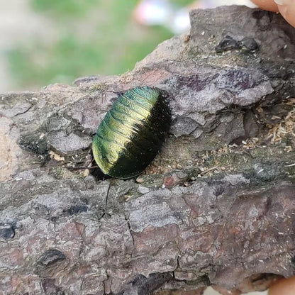 Emerald Roach (Pseudoglomeris magnifica)