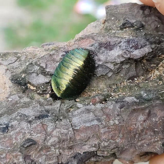 Emerald Roach (Pseudoglomeris magnifica)