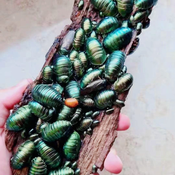 Metallic Cockroach Emerald Roach (Pseudoglomeris magnifica) for Sale | My Home Nature