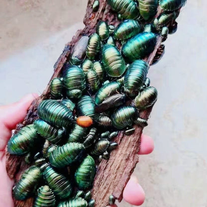 Metallic Cockroach Emerald Roach (Pseudoglomeris magnifica) for Sale | My Home Nature