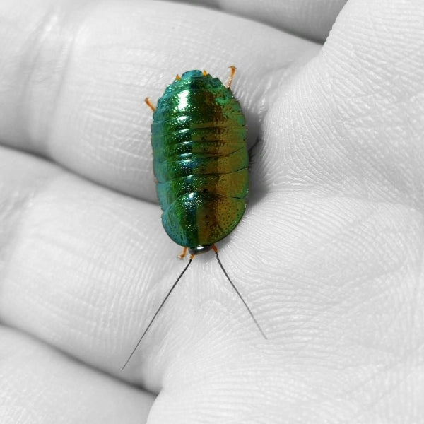 Metallic Cockroach Emerald Roach (Pseudoglomeris magnifica) for Sale | My Home Nature