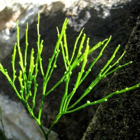 Psilotum nudum (L.) Beauv.