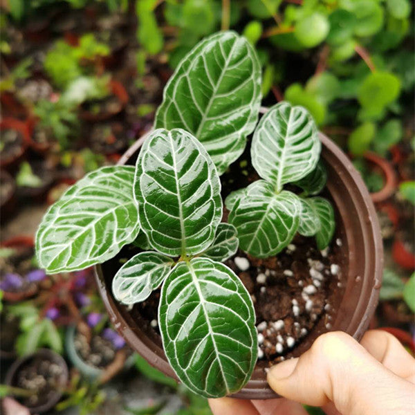 Psychotria calocarpa Kurz