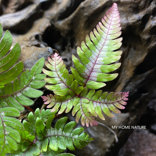 Pteris Blumeana (Pteris aspericaulis var. tricolor)