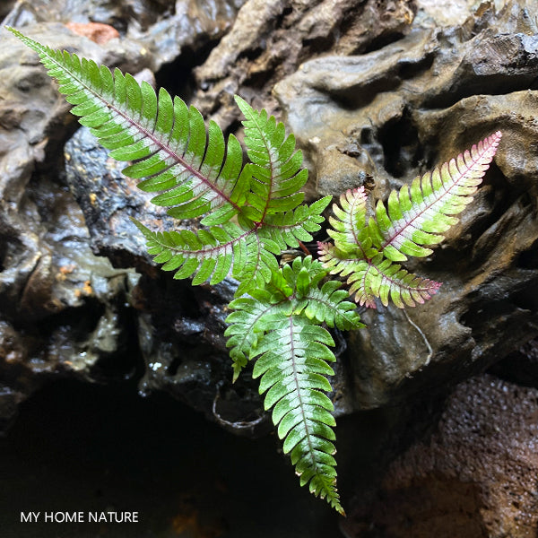 Pteris Blumeana (Pteris aspericaulis var. tricolor)