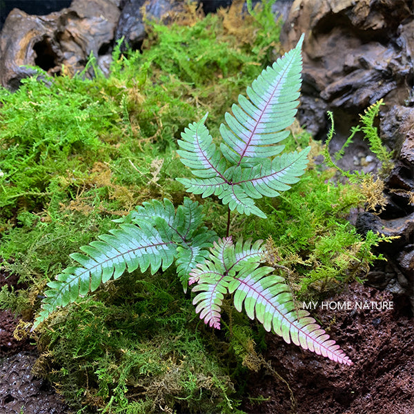 Pteris Blumeana (Pteris aspericaulis var. tricolor)