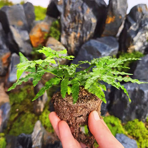 Pteris multifida