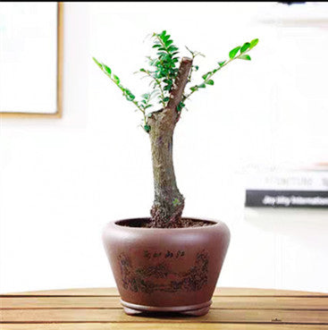 Serissa Bonsai Type 1（Serissa serissoides）