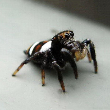 Oriental Jumping Spider (Ptocasius strupifer)
