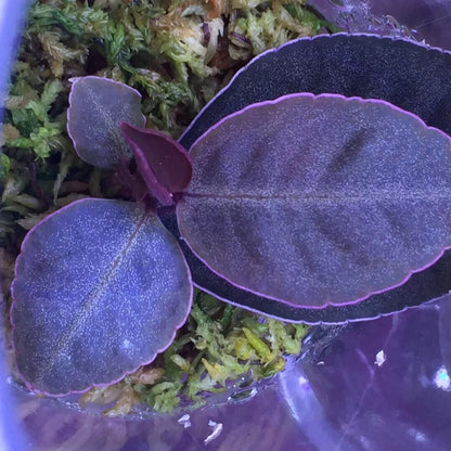 Ardisia sp. Purple