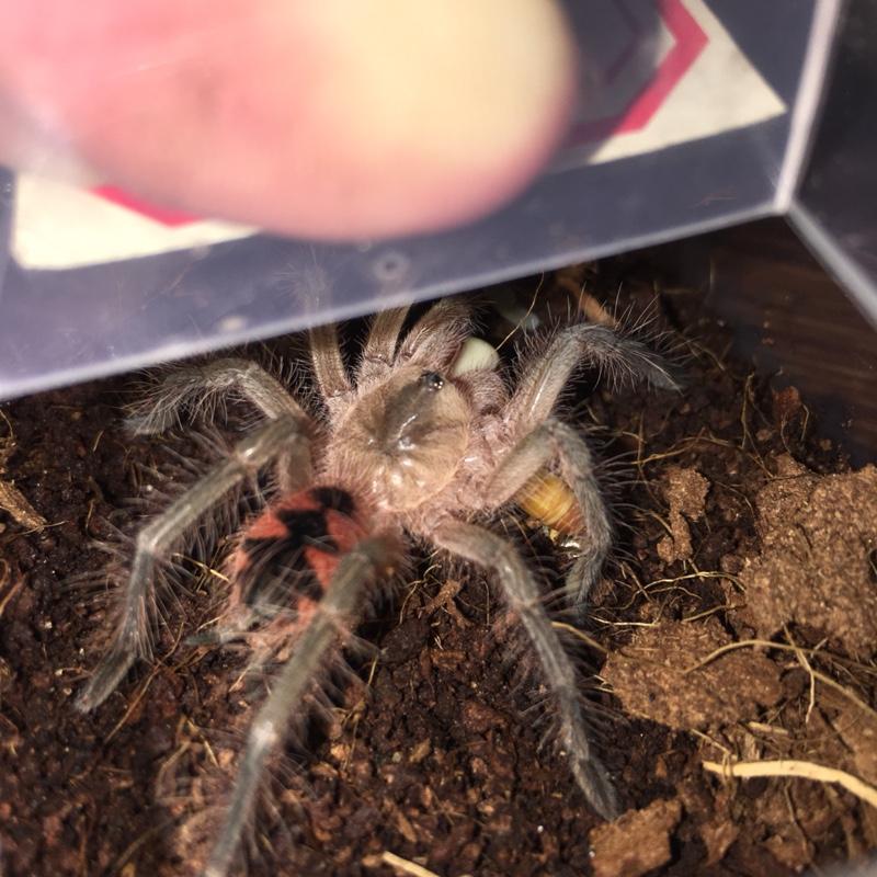 Purple Bloom Tarantula (Pamphobeteus sp machala)
