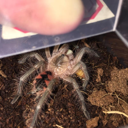 Purple Bloom Tarantula (Pamphobeteus sp machala)