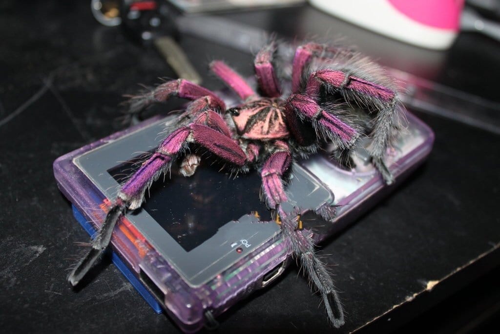 Purple Bloom Tarantula (Pamphobeteus sp machala)