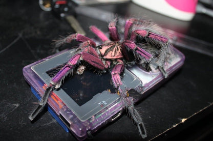 Purple Bloom Tarantula (Pamphobeteus sp machala)