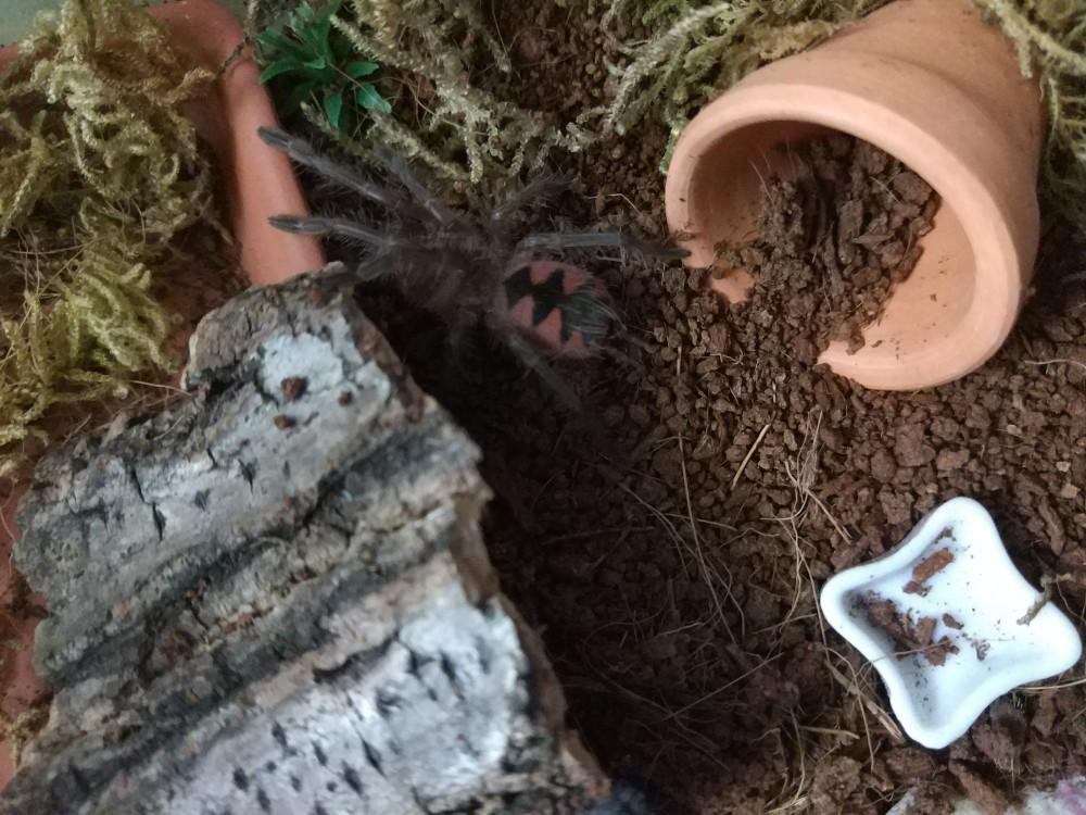 Purple Bloom Tarantula (Pamphobeteus sp machala)