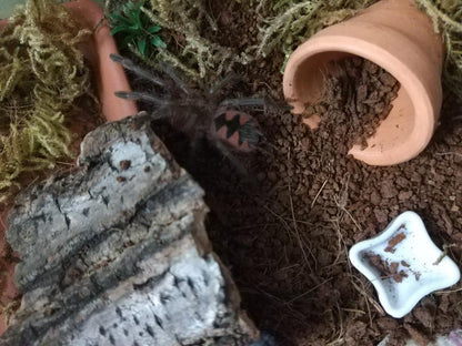 Purple Bloom Tarantula (Pamphobeteus sp machala)