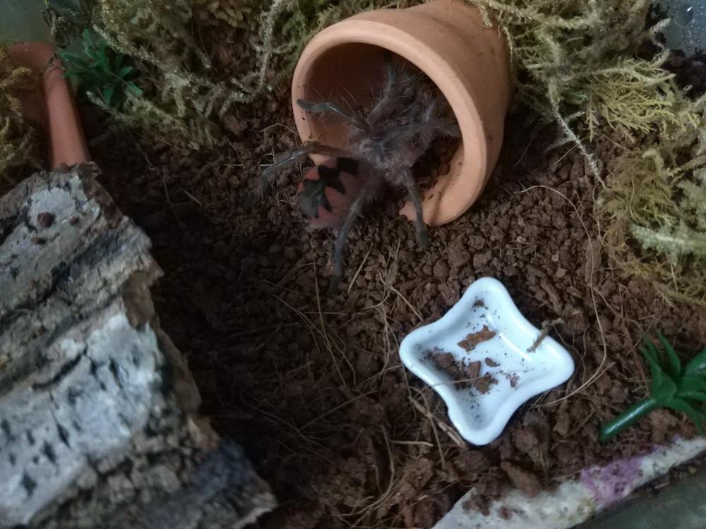 Purple Bloom Tarantula (Pamphobeteus sp machala)