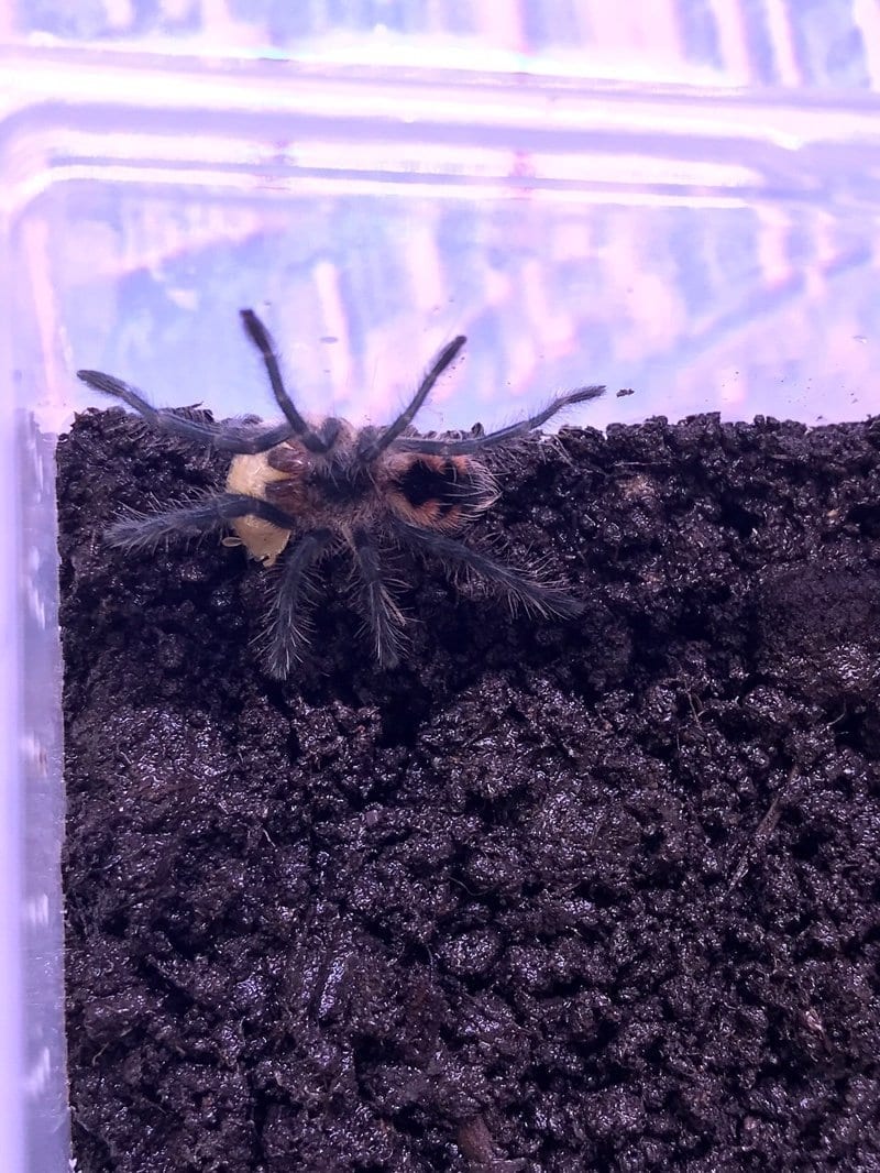 Purple Bloom Tarantula (Pamphobeteus sp machala)