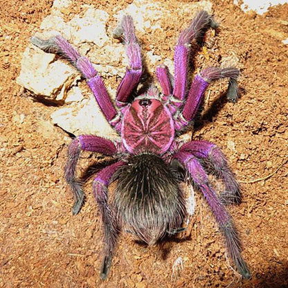 Purple Bloom Tarantula (Pamphobeteus sp machala)