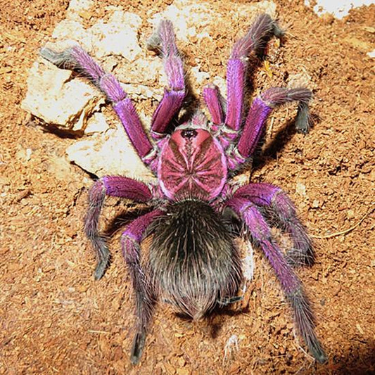 Purple Bloom Tarantula (Pamphobeteus sp machala)