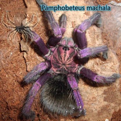 Purple Bloom Tarantula (Pamphobeteus sp machala)