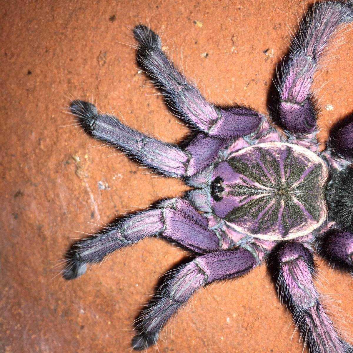 Purple Bloom Tarantula (Pamphobeteus sp machala)