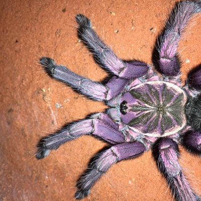 Purple Bloom Tarantula (Pamphobeteus sp machala)