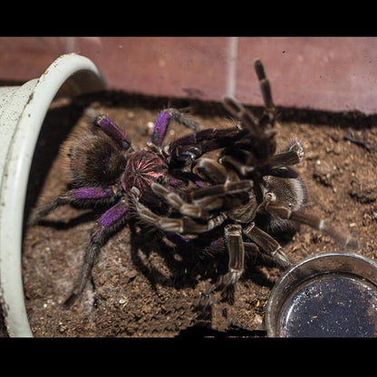 Purple Bloom Tarantula (Pamphobeteus sp machala)