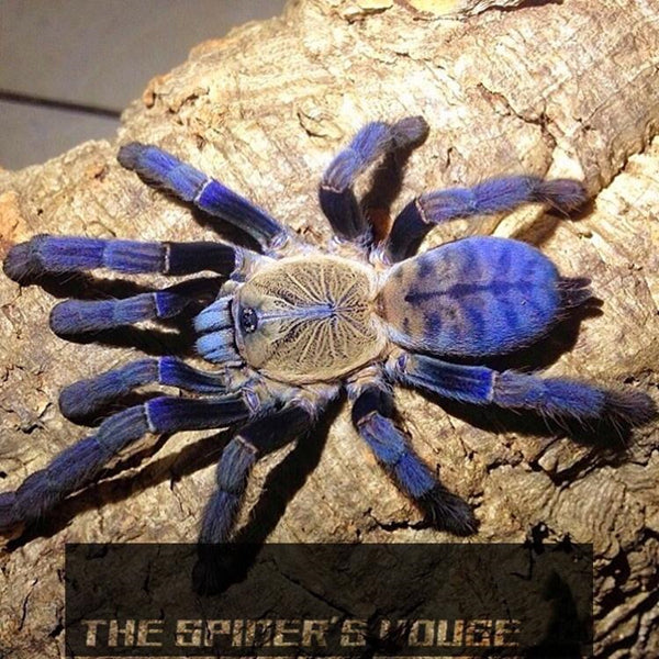 Purple Earth Tiger Tarantula (Cyriopagopus sp hati hati)