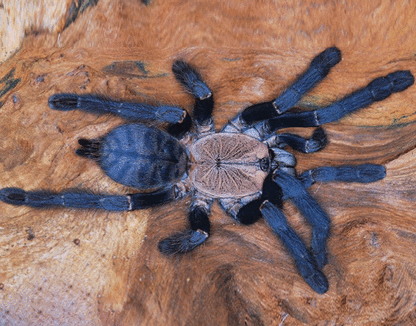 Purple Earth Tiger Tarantula (Cyriopagopus sp hati hati)