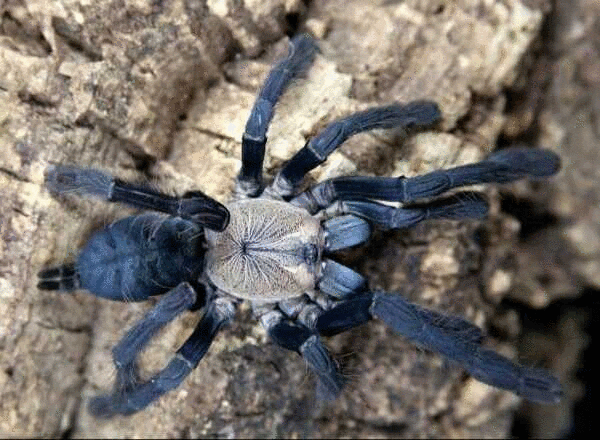 Purple Earth Tiger Tarantula (Cyriopagopus sp hati hati)