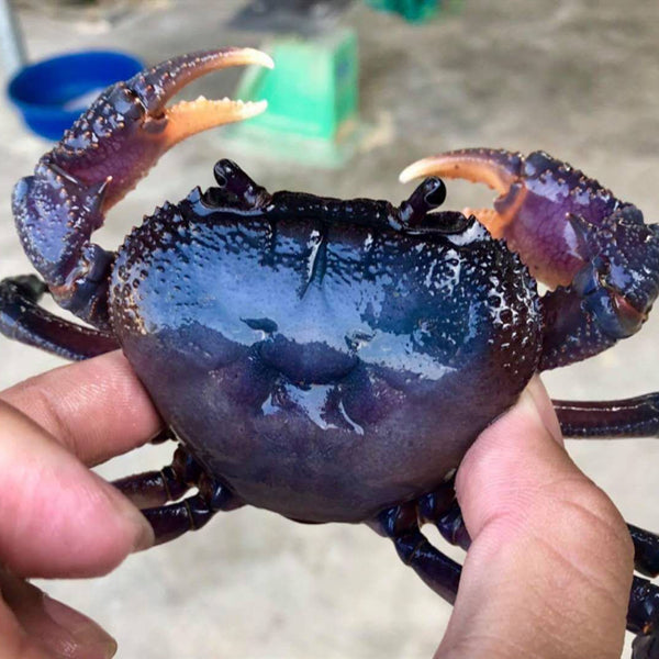 Purple Indochinamon Crab (Indochinamon chinghungense)