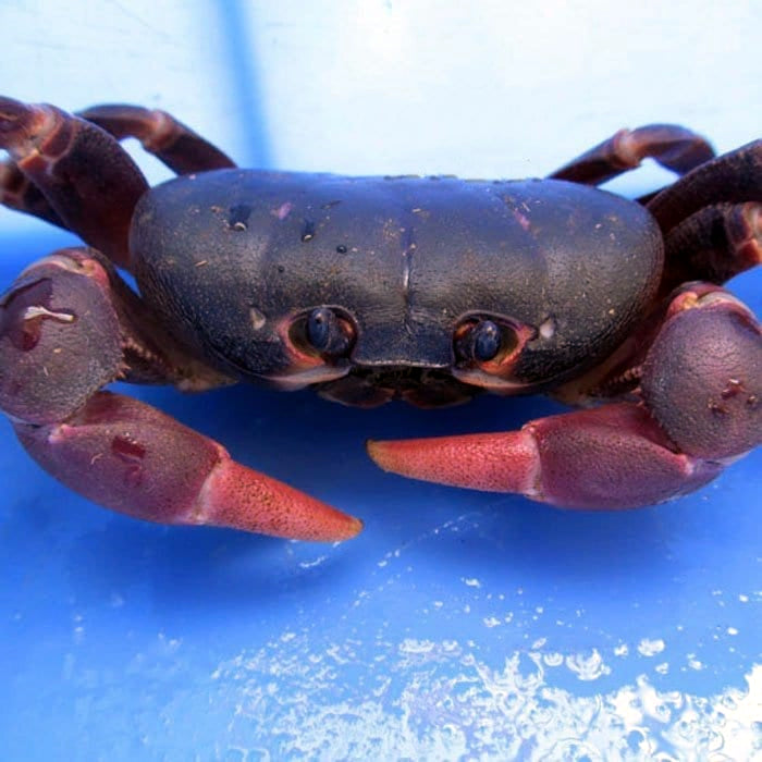 Purple Land Crab (Gecarcoidea lalandii)