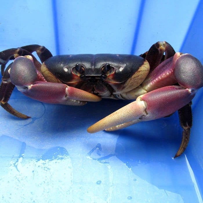 Purple Land Crab (Gecarcoidea lalandii)