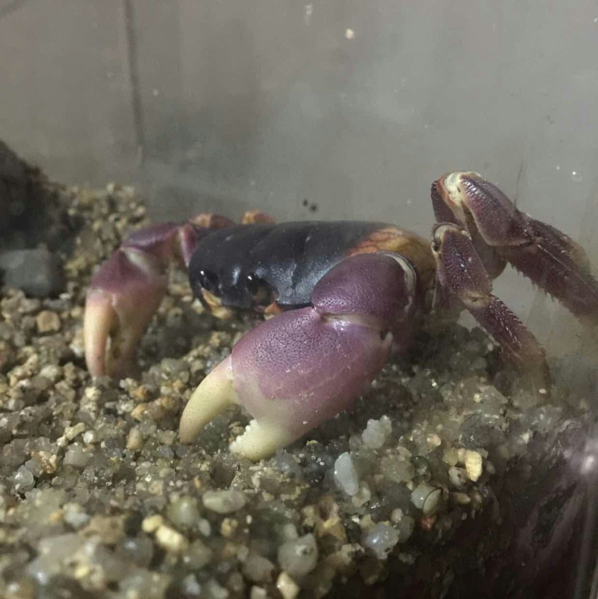 Purple Land Crab (Gecarcoidea lalandii)