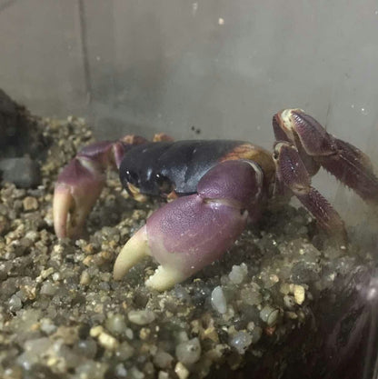 Purple Land Crab (Gecarcoidea lalandii)