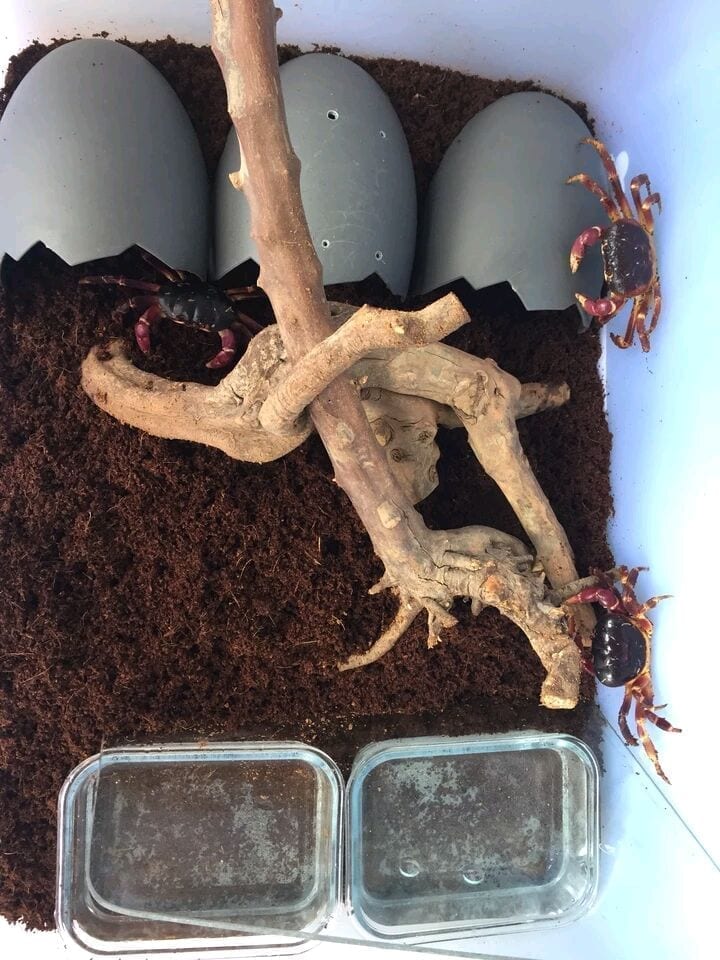 Purple Land Crab (Gecarcoidea lalandii)